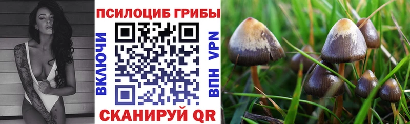 Псилоцибиновые грибы Cubensis Гатчина